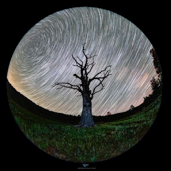 待譯-APOD20220708圖1-StarTreels.jpg