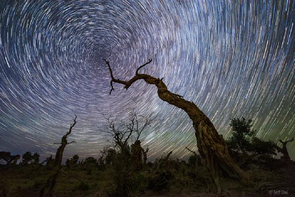 待譯-APOD20220728-AncientTreeNCP_Dai1024.jpg